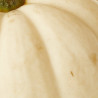 CALABAZA CASPERITA