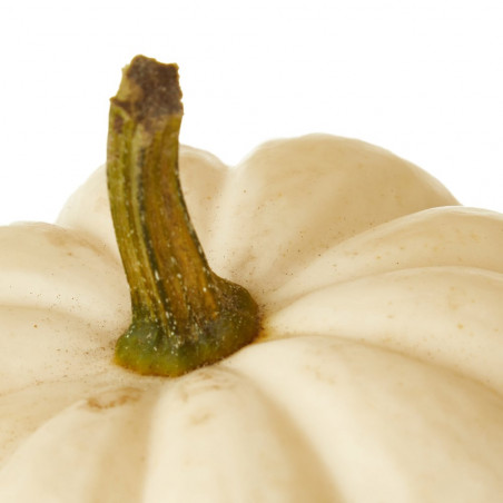 CALABAZA CASPERITA