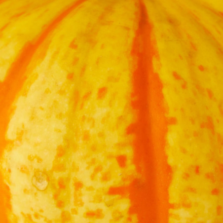 CALABAZA INCENDIO