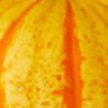 CALABAZA INCENDIO