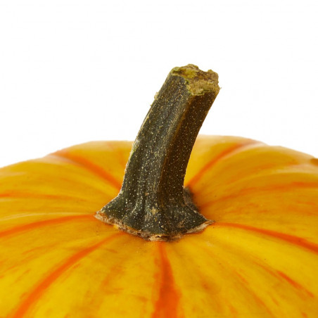 CALABAZA INCENDIO