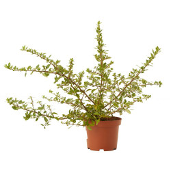 PYRACANTHA 3L