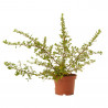 PYRACANTHA 3L