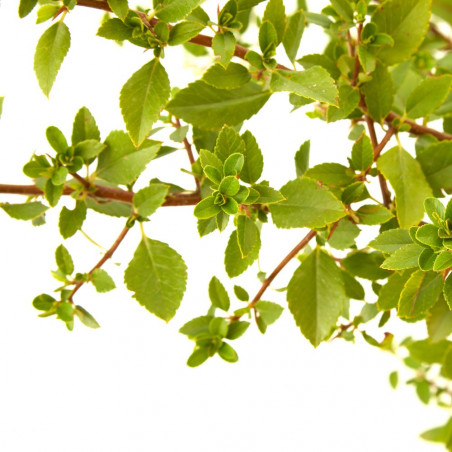PYRACANTHA 3L