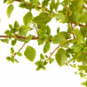 PYRACANTHA 3L