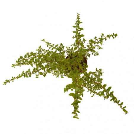 PYRACANTHA 3L