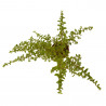 PYRACANTHA 3L