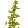 PYRACANTHA 3L