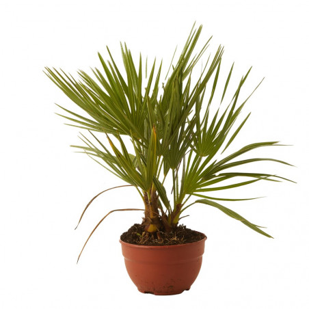 CHAMAEROPS HUMILIS TARRINA 3L