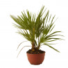 CHAMAEROPS HUMILIS TARRINA 3L