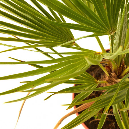 CHAMAEROPS HUMILIS TARRINA 3L