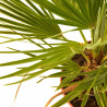 CHAMAEROPS HUMILIS TARRINA 3L