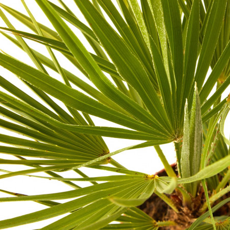 CHAMAEROPS HUMILIS TARRINA 3L