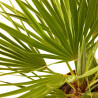 CHAMAEROPS HUMILIS TARRINA 3L