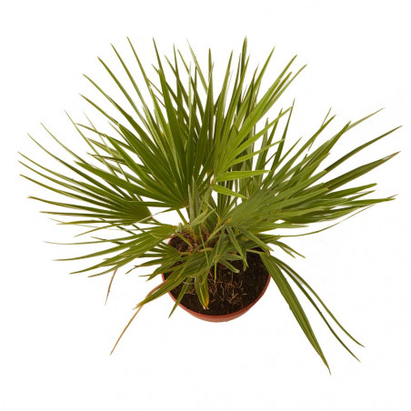 CHAMAEROPS HUMILIS TARRINA 3L