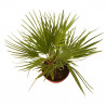 CHAMAEROPS HUMILIS TARRINA 3L
