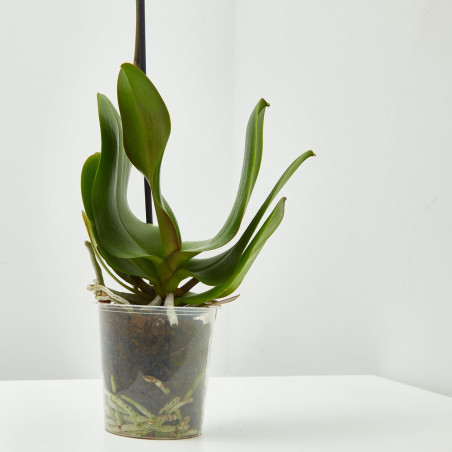 ORQUÍDEA AMARILLA 1TALLO EN MACETA 12CM.