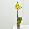 ORQUÍDEA AMARILLA 1TALLO EN MACETA 12CM.