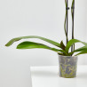 ORQUÍDEA ROSA 2TALLOS EN MACETA 12CM.