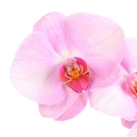 ORQUÍDEA ROSA 2TALLOS EN MACETA 12CM.