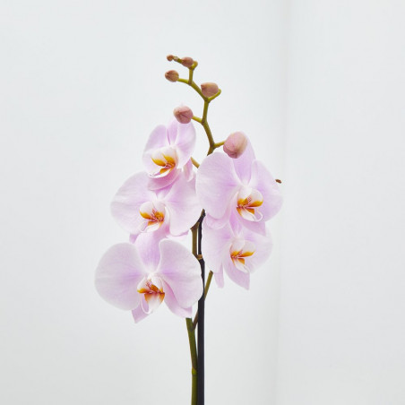 ORQUÍDEA ROSA 1TALLO EN MACETA 12CM