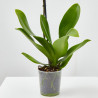 ORQUÍDEA ROSA 1TALLO EN MACETA 12CM