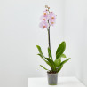 ORQUÍDEA ROSA 1TALLO EN MACETA 12CM