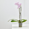 ORQUÍDEA PHALAENOPSIS 2 TALLO MACETA 12CM SURTIDO VARIADO