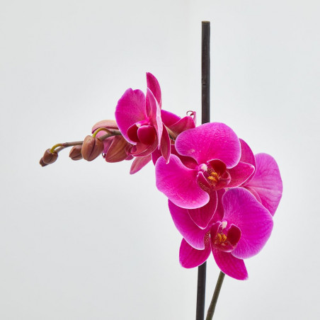ORQUÍDEA FUCSIA 1TALLO EN MACETA 12CM.