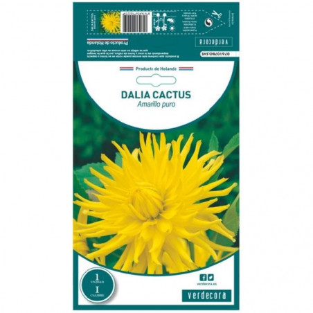 BULBO DAHLIA CACTUS AMARILLA VERDECORA 1 UD