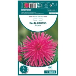 BULBO DAHLIA CACTUS PURPURA VERDECORA 1 UD