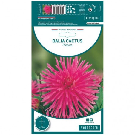 BULBO DAHLIA CACTUS PURPURA VERDECORA 1 UD