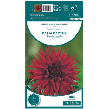 BULBO DAHLIA CACTUS ROJO-TERCIOPELO VERDECORA 1 UD