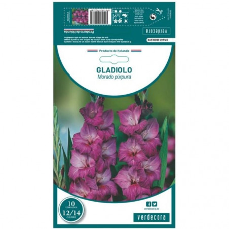 BULBO GLADIOLO MORADO PURPURA VERDECORA 10 UDS