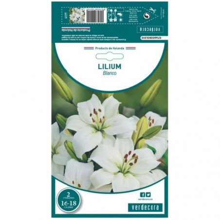 BULBO LILIUM BLANCO VERDECORA 2 UDS
