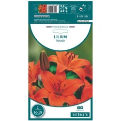 BULBO LILIUM NARANJA VERDECORA 2 UDS