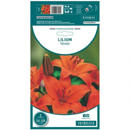 BULBO LILIUM NARANJA VERDECORA 2 UDS
