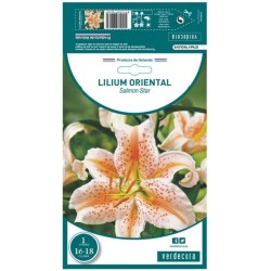 BULBO LILIUM AZUCENA SALMON STAR VERDECORA 1 UD