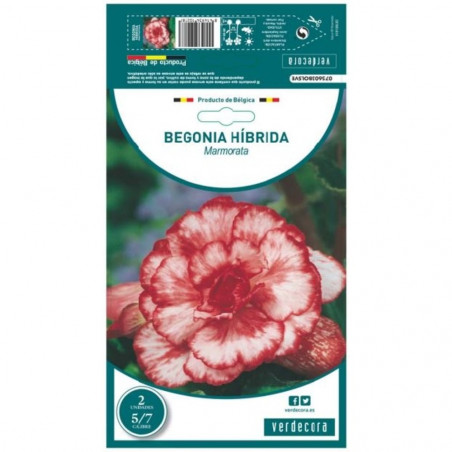 BULBO BEGONIA HIBRIDA MARMORATA VERDECORA 2 UDS
