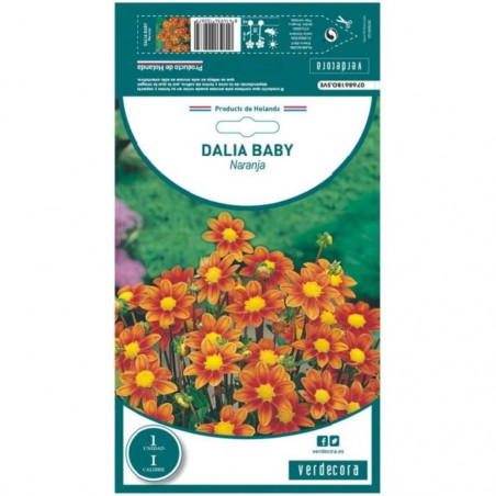 BULBO DAHLIA BABY NARANJA VERDECORA 1 UD
