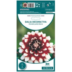 BULBO DAHLIA DECORATIVA GRANATE PUNTA BLANCA VERDECORA 1 UD
