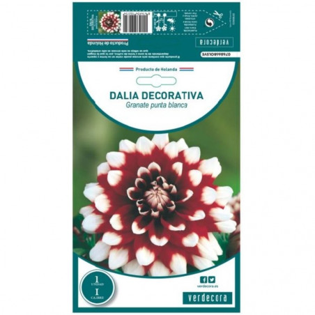 BULBO DAHLIA DECORATIVA GRANATE PUNTA BLANCA VERDECORA 1 UD
