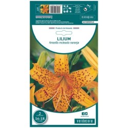 BULBO LILIUM AMARILLO MOTEADO NARANJA VERDECORA 2 UDS