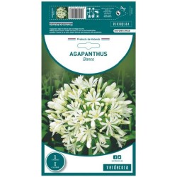 BULBO AGAPANTHUS BLANCO VERDECORA 1 UD
