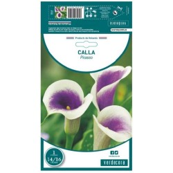 BULBO CALLA PICASSO VERDECORA 1 UD