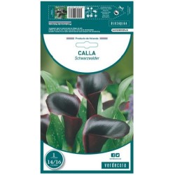BULBO CALLA SCHWARZWALDER VERDECORA 1 UD