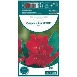 BULBO CANNA HOJA VERDE ROJA VERDECORA 1 UD