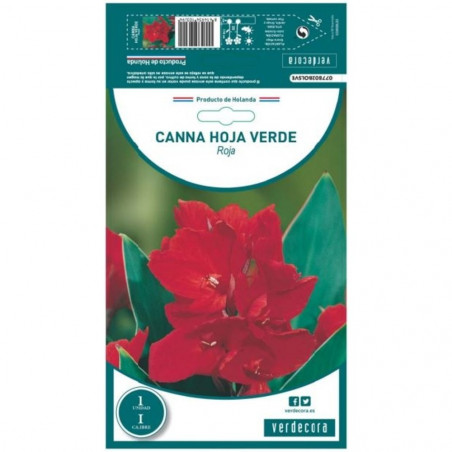 BULBO CANNA HOJA VERDE ROJA VERDECORA 1 UD