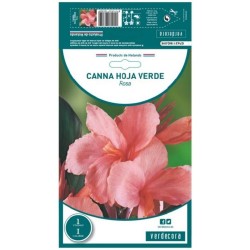 BULBO CANNA HOJA VERDE ROSA VERDECORA 1 UD