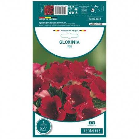 BULBO GLOXINIA ROJA VERDECORA 2 UDS.